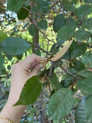 Sapotaceae