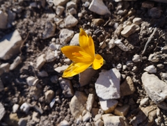 Crocus angustifolius