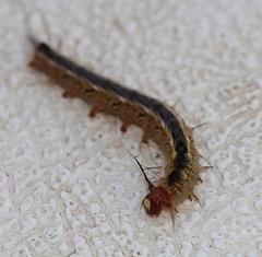 Nataxa flavescens
