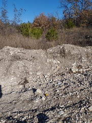 Crocus angustifolius