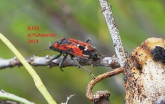 Lygaeus reclivatus