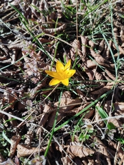 Crocus angustifolius