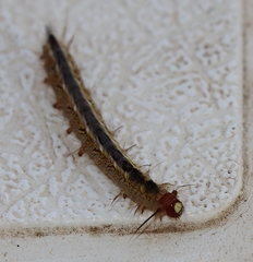 Nataxa flavescens