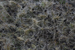 Opuntia × columbiana