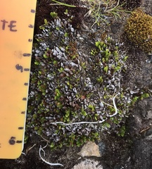 Notogrammitis crassior