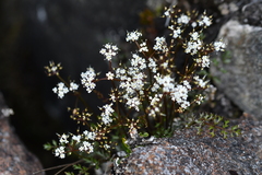 Gingidia decipiens