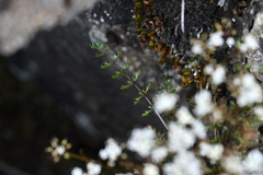 Gingidia decipiens
