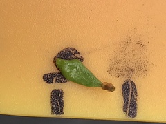 Notogrammitis crassior