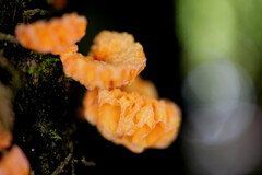 Favolaschia cinnabarina