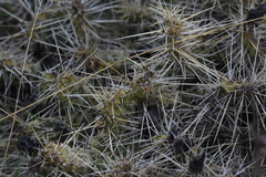 Opuntia × columbiana