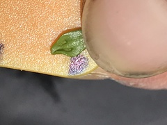 Notogrammitis crassior