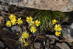Dolichoglottis lyallii