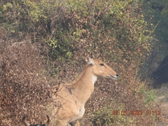 Boselaphus tragocamelus