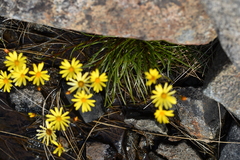 Dolichoglottis lyallii