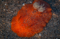 Acanthodoris lutea