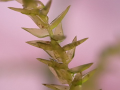 Calliergonella