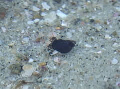 Pagurus hirsutiusculus