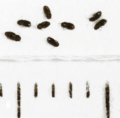 Ptinella ferruginea