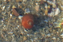 Pagurus hirsutiusculus