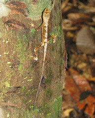 Anolis ortonii