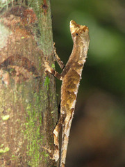 Anolis ortonii