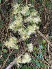 Clematis leschenaultiana