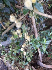 Clematis leschenaultiana
