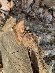 Fuscoporia gilva