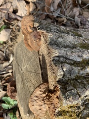 Fuscoporia gilva