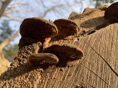 Fuscoporia gilva