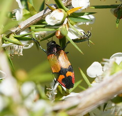 Castiarina brutella
