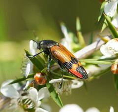Castiarina brutella