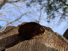 Fuscoporia gilva