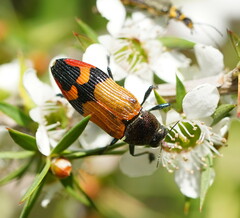 Castiarina brutella