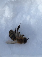 Apis mellifera