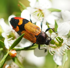 Castiarina brutella