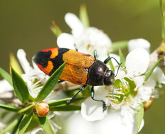 Castiarina brutella