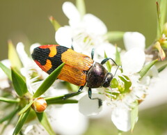 Castiarina brutella