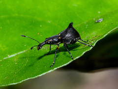 Hoplorhaphus spinifer