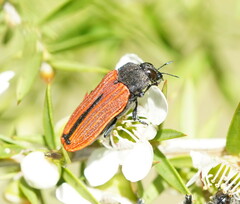 Castiarina erythroptera