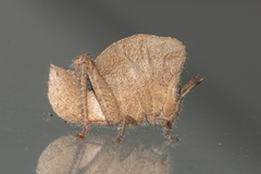 Teratodes