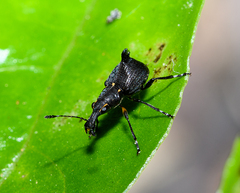 Hoplorhaphus spinifer