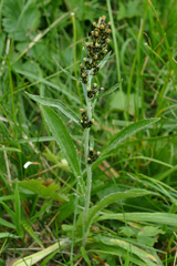 Omalotheca norvegica