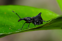 Hoplorhaphus spinifer