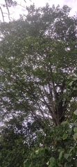 Ficus amplissima