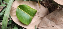 Ficus amplissima