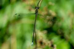 Chlorolestes tessellatus