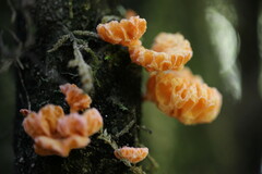 Favolaschia cinnabarina