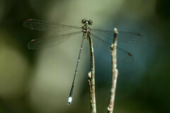 Ecchlorolestes nylephtha