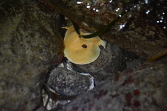 Cryptolithodes sitchensis